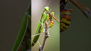 Life And Death Mantis Vs. Wasp