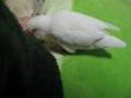 セキセイインコの白玉だんご[その2] shiratamadango of the budgerigar Part.02