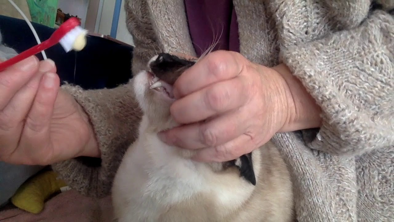 Brushing Cats' Teeth 