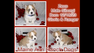 Check out our Siborgi puppies by Maine Aim Ranch Dogs 63 views 3 months ago 10 minutes, 29 seconds