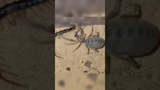 🦂 Camel Spider vs 🐛 Centipede — Desert Fight 🔥#spider #insects #animals #shortvideo #everyone