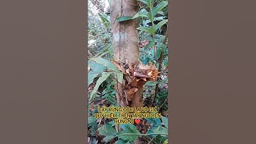 CÂY RỪNG ĐỘC LẠ VÔ GIÁ QUÝ HIẾM TRÊN TÂY NGUYÊN HÙNG VĨ VIỆT NAM