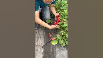 How Red Are Strawberries? My eyes have eaten it! 👀🍓#Strawberrypicking #Supersweetstrawberry