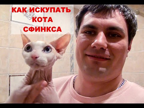 КАК КУПАТЬ КОТА СФИНКСА И КАК ЧИСТИТЬ УШИ ПРАВИЛЬНО -  BATHING AND CLEANING THE EARS OF A SPHINX CAT