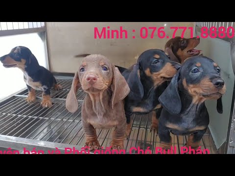 Video 5 bé Lạp Xưởng đực đen , đen loang và sô cô la. - youtube
