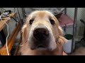 みなみのしまから来たさかな