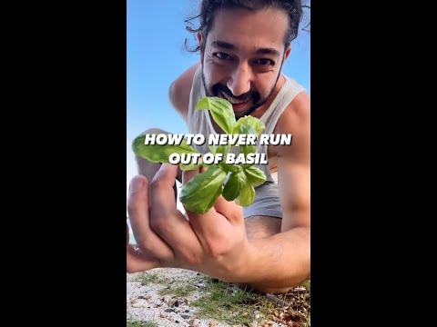 Video: Basil Plant Droop - Redenen waarom een basilicumplant steeds omv alt