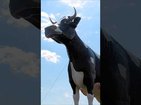 Salem Sue | New Salem, North Dakota | Western Interstate Tourist Attraction | #holsteincows