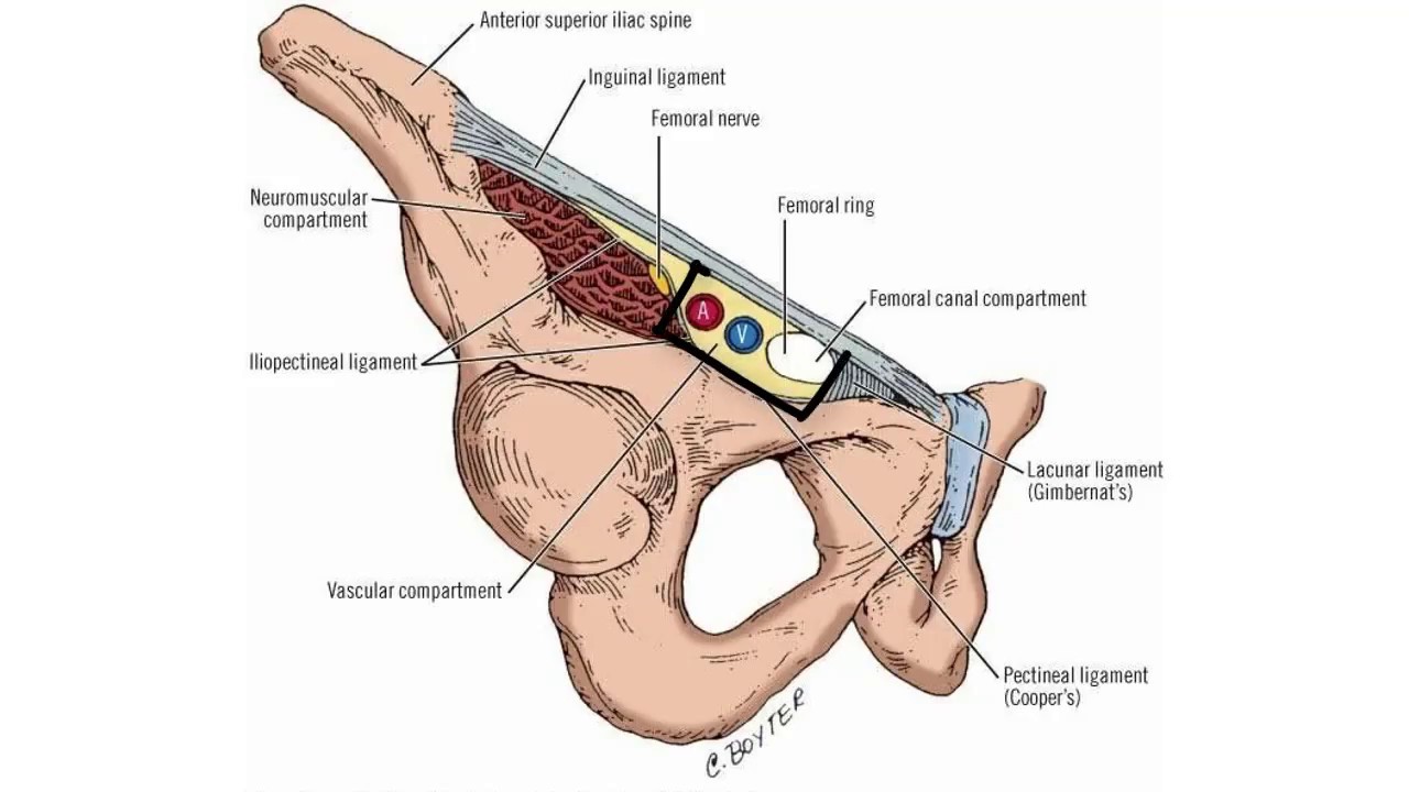 Karın kasları, Canalis inguinalis ve Herniler