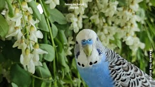 아카시아 꽃이 활짝 피었어요| #사랑앵무 #앵무새 #budgie #parakeet #parrot
