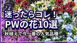 [Gardening] Fall Planting! The Top 10 Most Popular PW Flowers Right Now! Hardy, Cute, and Long-Bl... screenshot 3