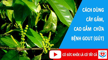 Chữa và điều trị bệnh gout bằng Dây gắm - Chữa bệnh gout bằng dây gắm.