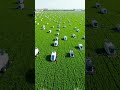 Massive Chinese AI farming operation with hundreds of smart machines