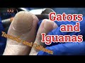 Gators, Iguanas and Toenails and Calluses [Throwback Thursday]