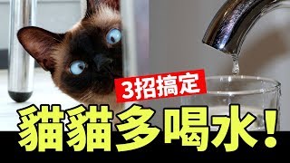 簡單3招增加貓咪喝水量貓貓不愛喝水後果很嚴重Top 3 Tips to Help Your Cat Drink MORE Water