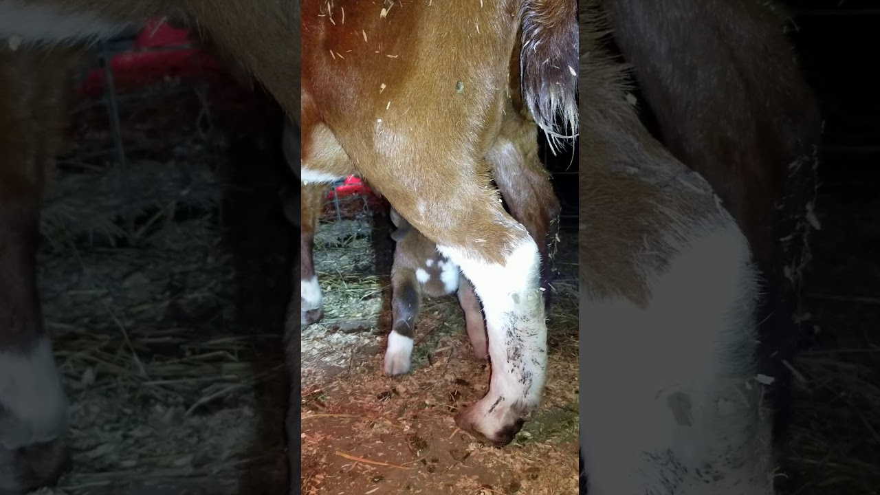 This is the Boer baby goat version of the Hungry, Hungry Hippo! Name suggestions please.