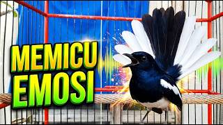 MEMICU EMOSI! Suara Terapi Kacer Paling Ampuh Bikin Lawan Buka Paruh