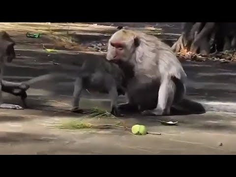 میمون بدبخت شانس نداره چرا میمون مادر توله اش رو کتک میزنه