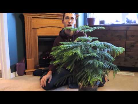 Growing Norfolk Island Pine