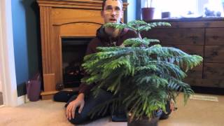 Growing Norfolk Island Pine