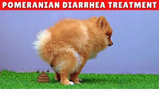 What TO DO If Your Pomeranian Has Diarrhea?  A Must Watch Video