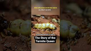 The astonishing empire of the termite queen She lays an egg every 3 seconds. #ytshorts #viral #story