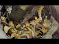 11 07 25 Some Mushrooms Despite This Drought 🥵 11 07 25 Some Mushrooms Despite This Drought 🥵