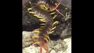 Giant Vietnamese Centipede Preys on a cricket