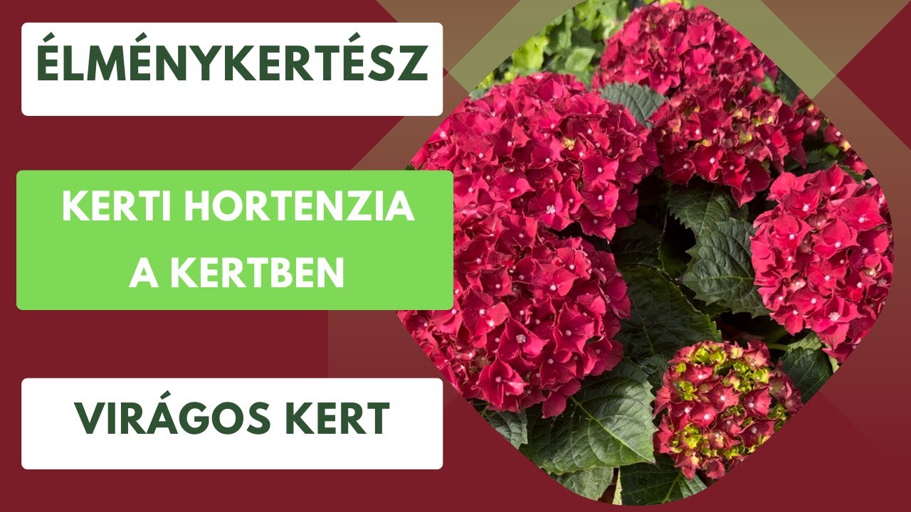 Kerti hortenzia🌺