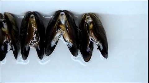 From Broad-Spectrum Biocides to Quorum Sensing Disruptors and Mussel Repellents: Antifouling...