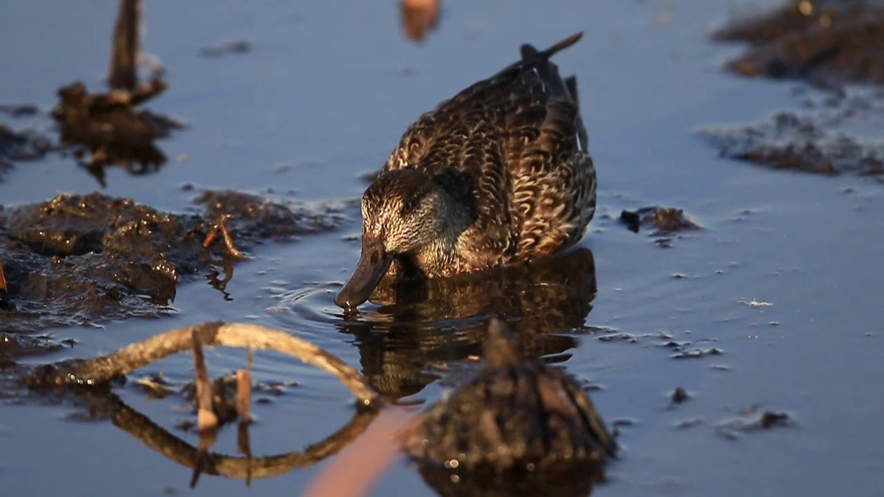 ♪鳥くん野鳥動画（千葉県・手賀沼）コガモ採食JO6A5132 - YouTube