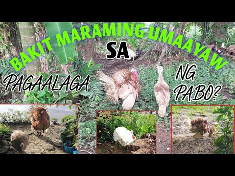 5 DAHILAN KUNG BAKIT MARAMING UMAAYAW SA PAG-AALAGA NG PABO?