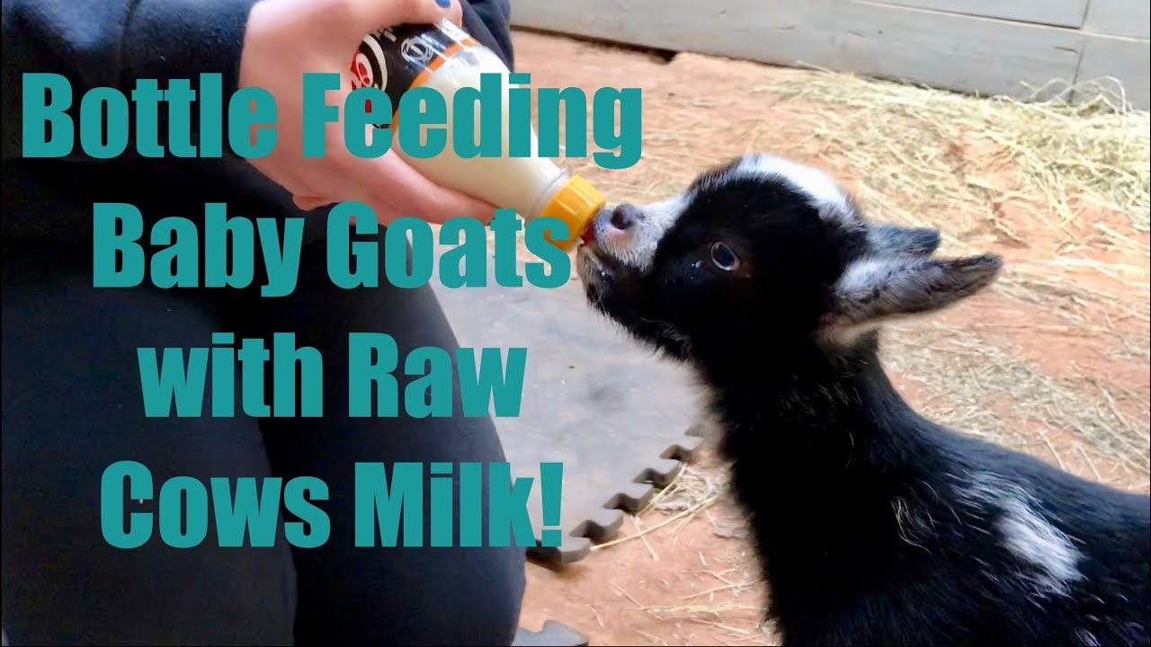 Feeding BABY GOATS with Fresh Raw Cows Milk makes them Jump for Joy