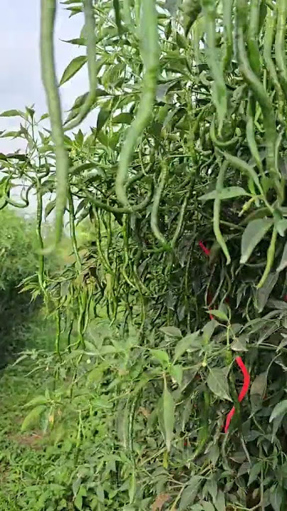 Rando jawak cabe lokal siboras tinggi 2 meter super lebat