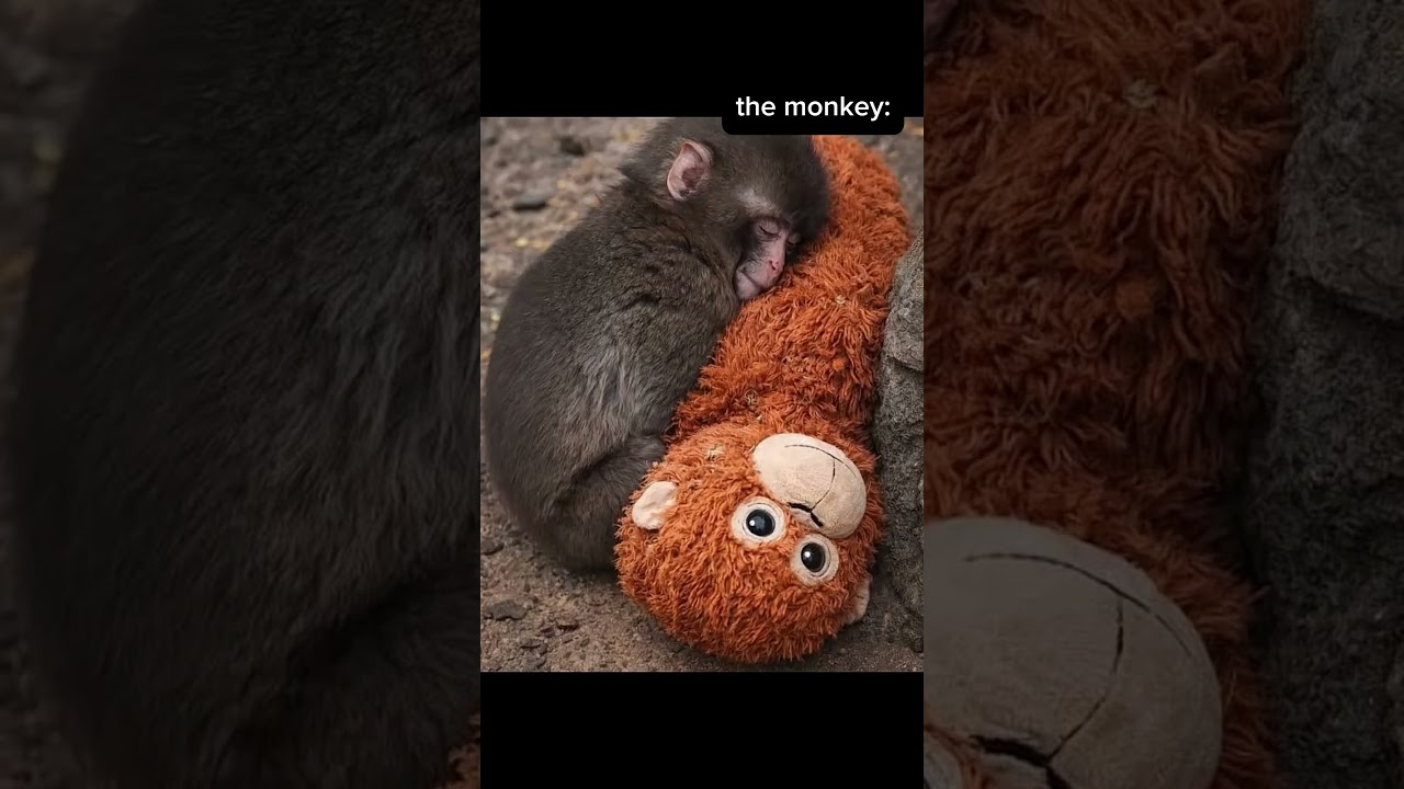 The monkey🥺 #viral #relatable #love