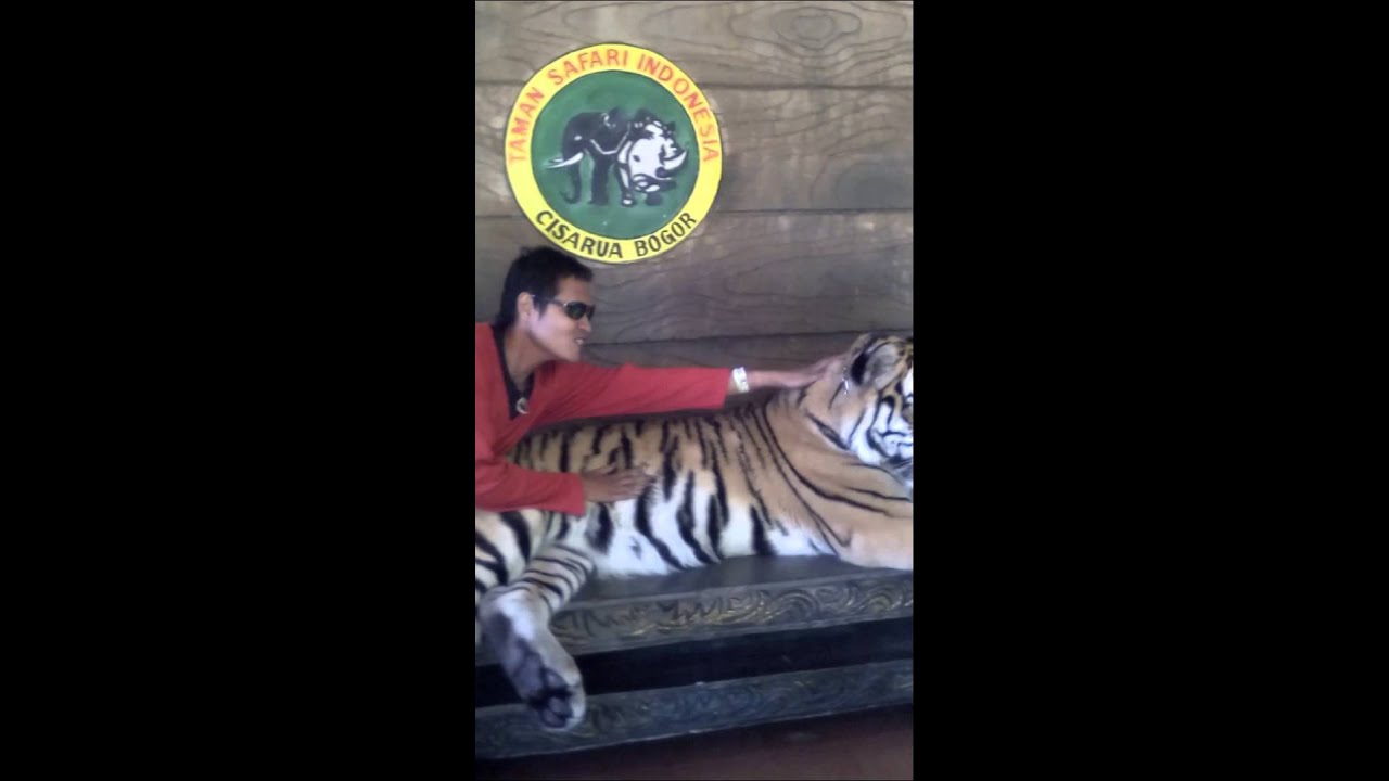 Manusia harimau vs harimau YouTube