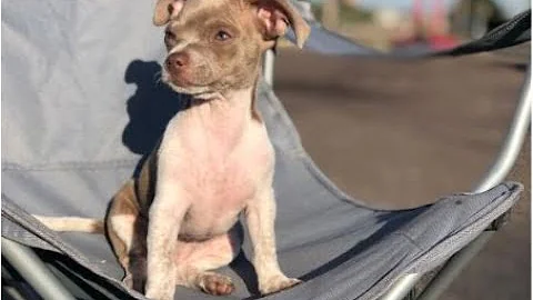 Westminster family asking for their chihuahua puppy to be returned home - DayDayNews