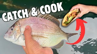 Porgy (Scup) Catch and Cook! New England Fish Tacos!