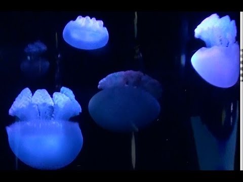 くらげ ブルージェリーフィッシュ 赤や青がキレイ サンシャイン水族館 Youtube
