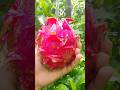 Dragon Fruit Lovers 😋 l #shorts #trending #food #fruit #viralvideo #shortsvideo #shortsfeed