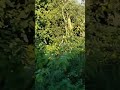 #forest
