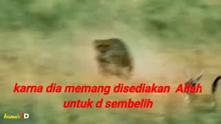 cak nun renungan hidup(MACAN)