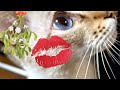 Kitty really wants a real mistletoe jumping and meowing  getting kisses 