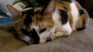 932_0188.MOV