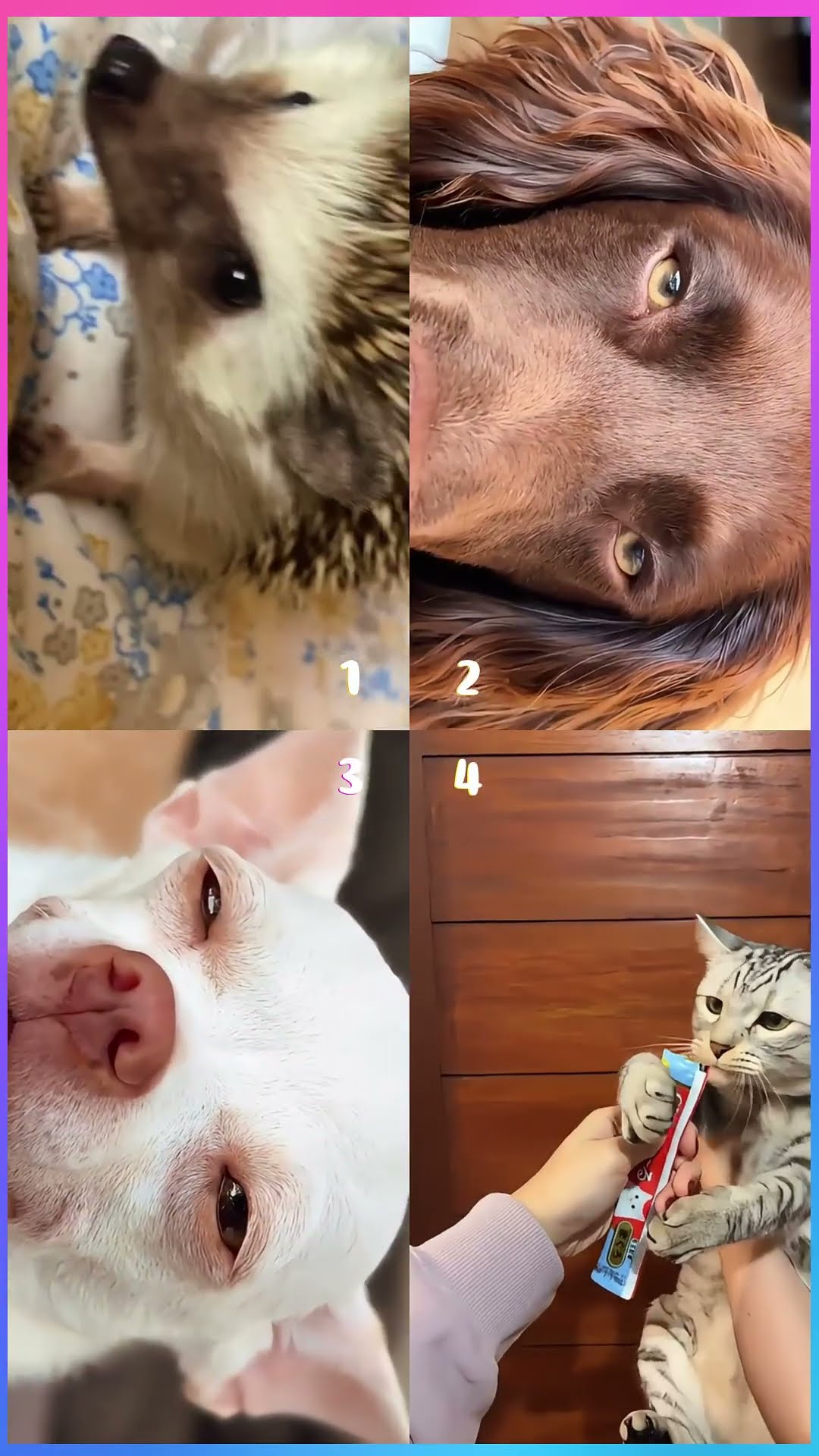 Laa Laa Laa #shorts #tiktok #viral #dance #cute #funny #pets #cats #dogs