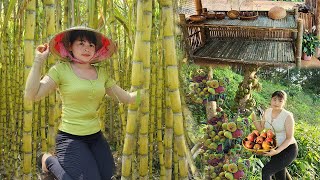 tier bamboo shelves (Handmade)- Harvesting Figs Fruit- Harvest sweet sugar cane