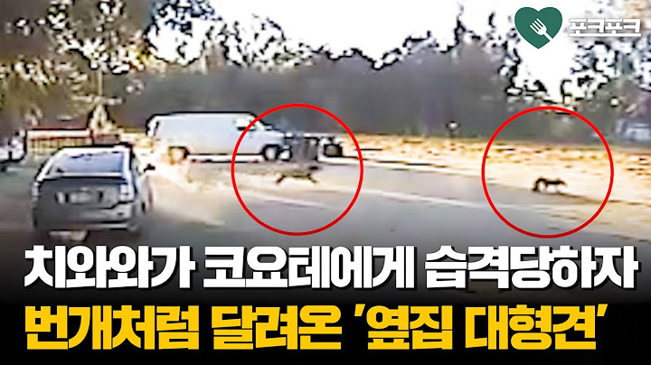 “내 친구 가만두지 못해!” 소형견 구한 옆집 대형견