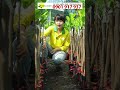 Mít Ruột Đỏ Chất Lượng Cao Giao Ngay Từ 1 cây