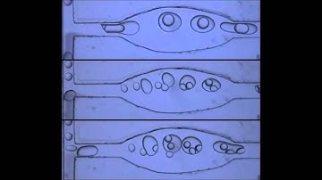 Wetting-Induced Formation of Controllable Monodisperse Multiple Emulsions in Microfluidics