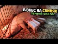 Як я став свиноводом! Перший досвід, і перші поросята. Починаю нову справу. Бізнес на свинях!